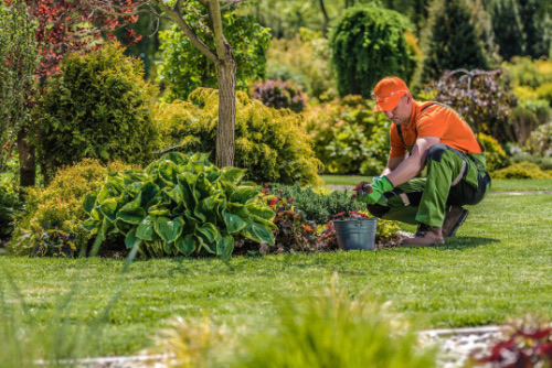 Gardening Services in Essex by Handyman James
